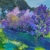 Lilac garden